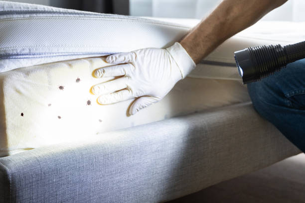 Best Wasp Removal Services  in Hazleton, PA